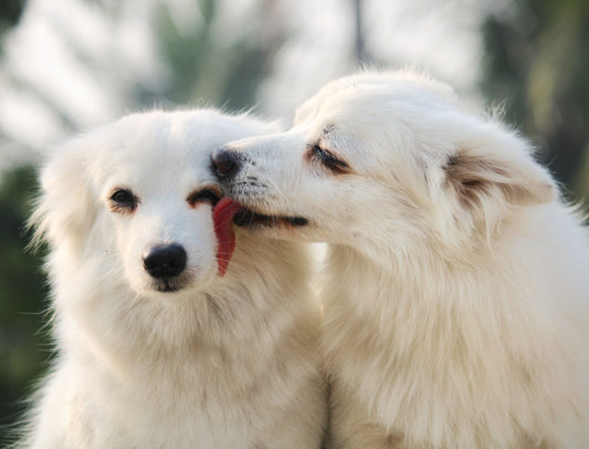 The Benefits of Lick Mats for Pet Anxiety and Mental Stimulation