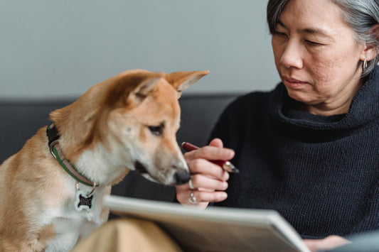 How to Choose the Right Pet Feeding Accessories: A Buyer's Guide