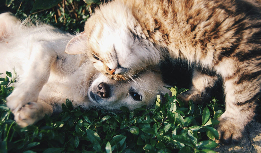 How Slow Feeder Bowls Help Prevent Bloating in Dogs and Cats