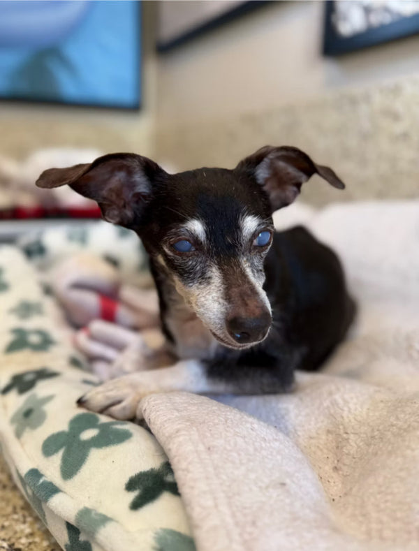 Bella