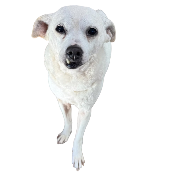 BLANCA